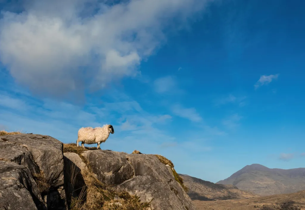 jonpauling sheep 5929158 1 scaled