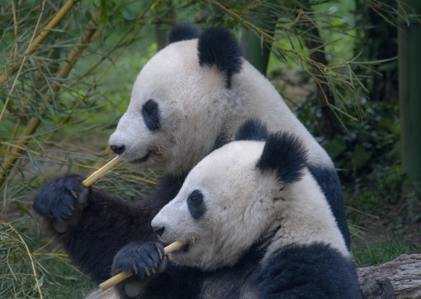panda 3811734 1280